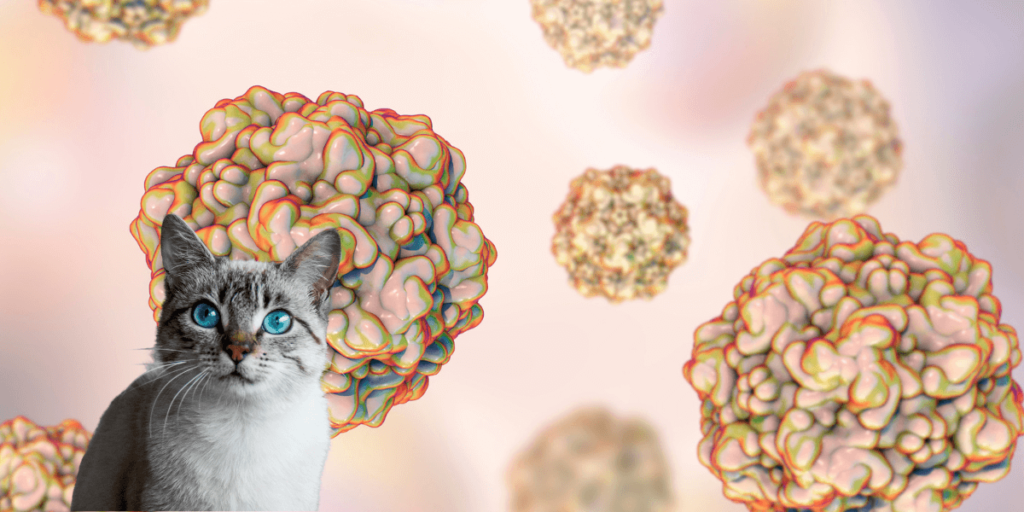 Parvo vírus macskákban