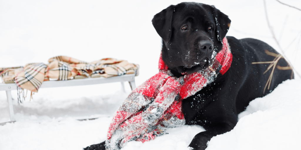 Így készítsd fel kutyád a télre